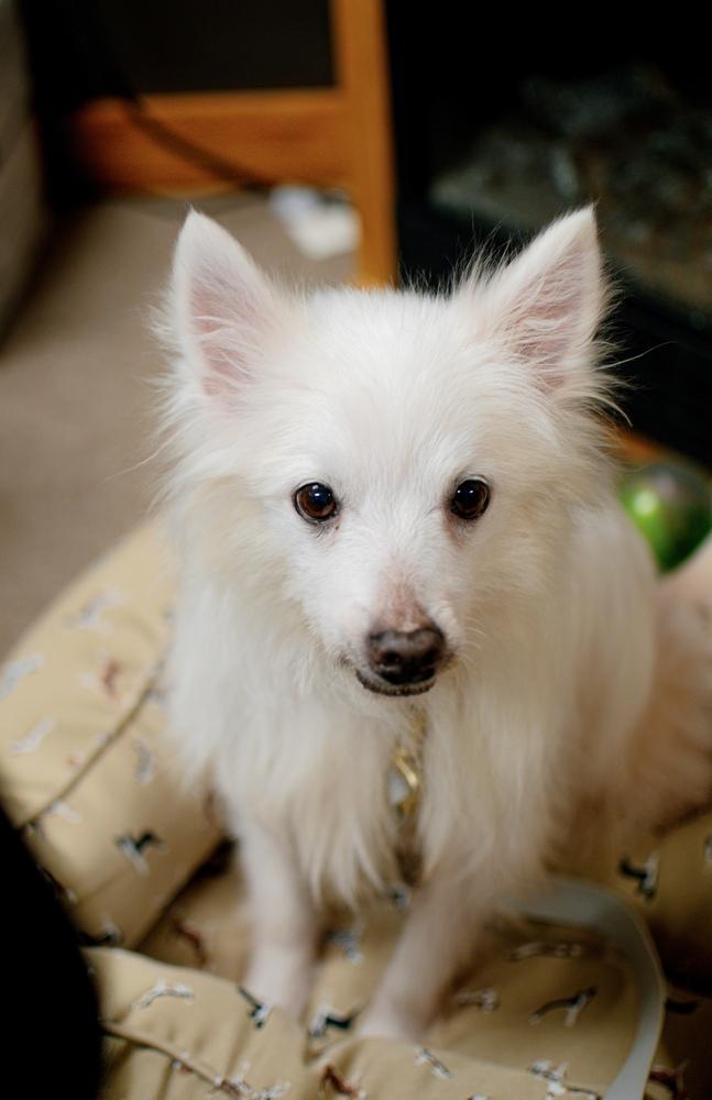 Enlarge Isabelle, a Adoptable American Eskimo Dog in Frankfort, NY image 2/3