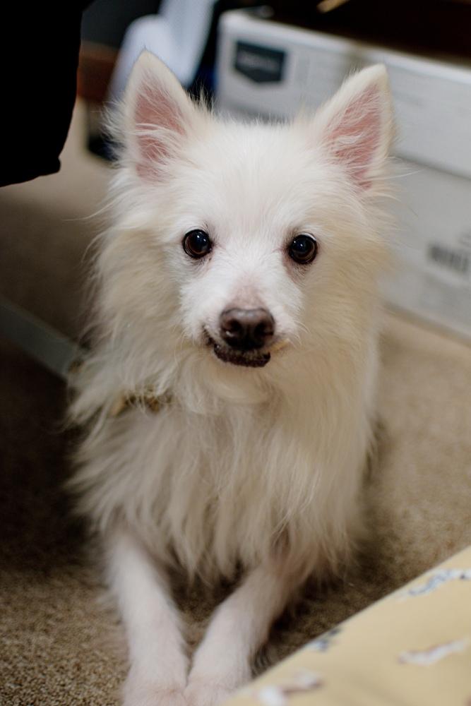 Enlarge Isabelle, a Adoptable American Eskimo Dog in Frankfort, NY image 3/3