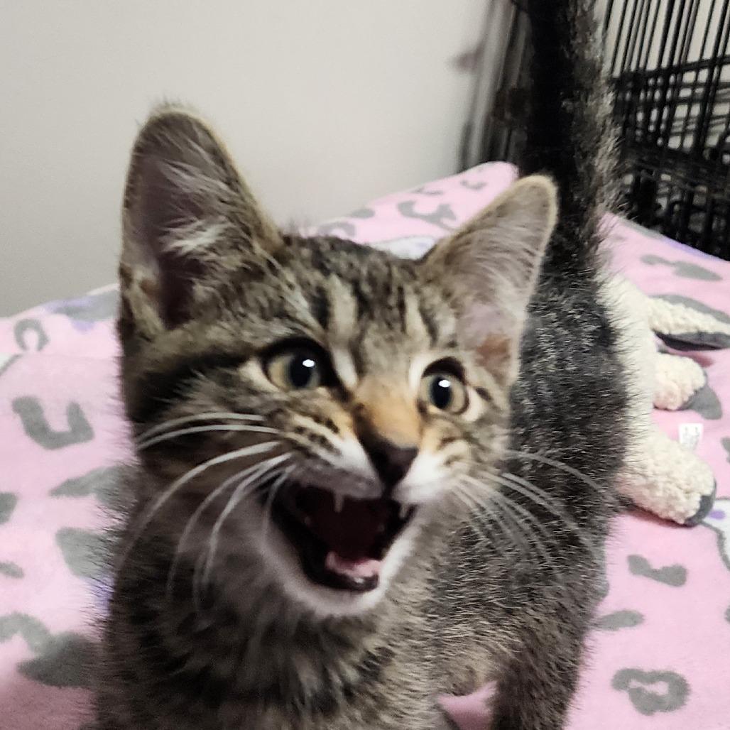 Bracket, a Adoptable Domestic Short Hair in Muncie, IN image 1/3