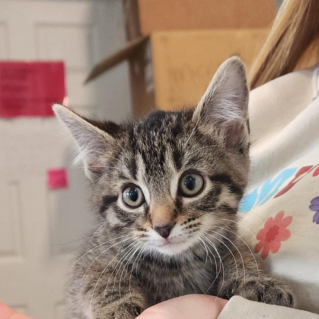 Bracket, a Adoptable Domestic Short Hair in Muncie, IN image 2/3