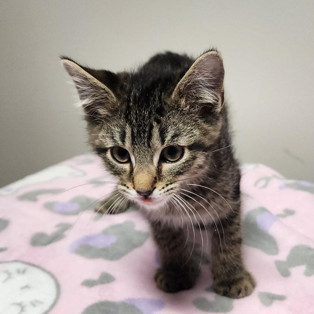 Bracket, a Adoptable Domestic Short Hair in Muncie, IN image 3/3