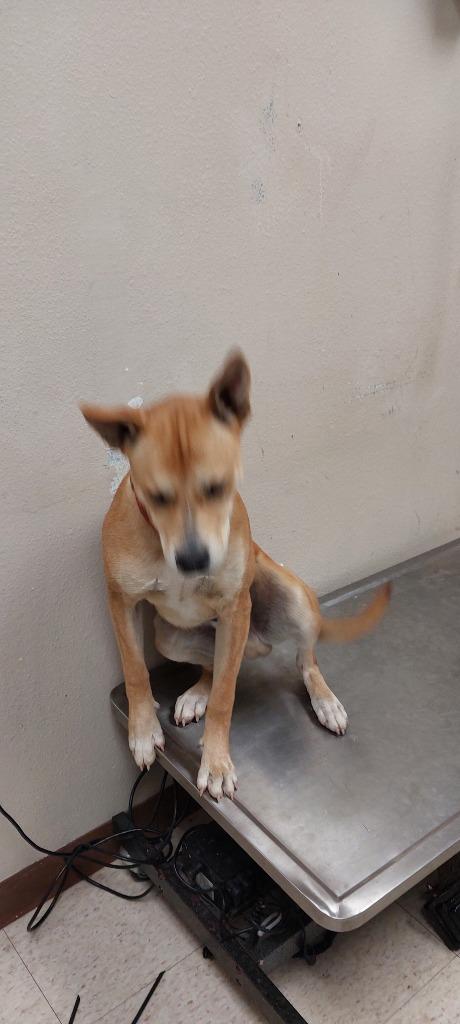 Ally Puppy 1(Bee's Knees)(Scooby), Adoptable, Young Male Terrier.