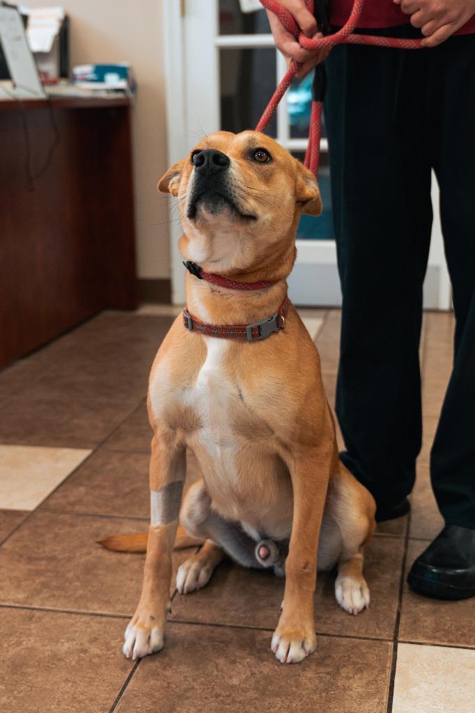 Ally Puppy 1(Bee's Knees)(Scooby), a Adoptable mixed breed in Mocksville, NC image 2/6