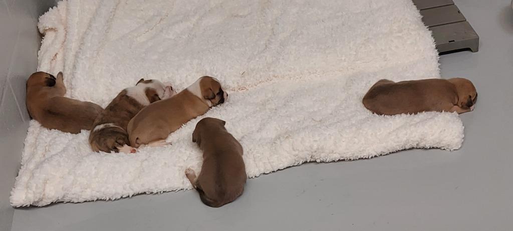 Ally Puppy 1(Bee's Knees)(Scooby), a Adoptable mixed breed in Mocksville, NC image 3/6