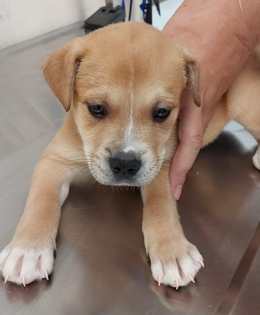 Ally Puppy 1(Bee's Knees)(Scooby), a Adoptable mixed breed in Mocksville, NC image 4/6