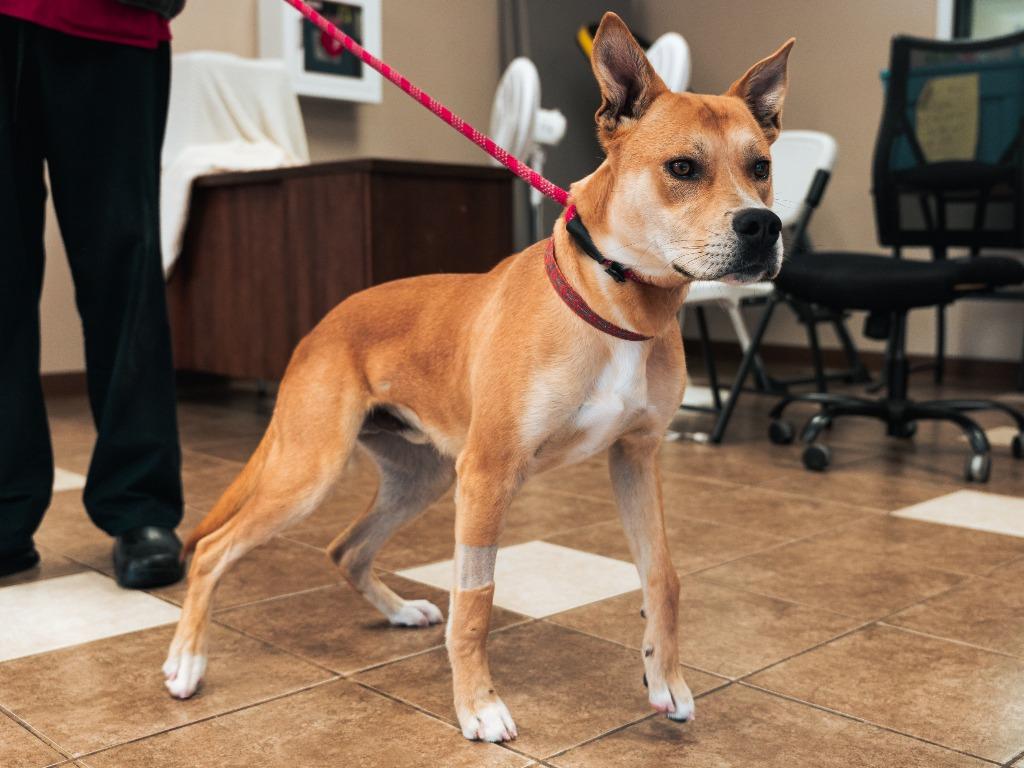 Ally Puppy 1(Bee's Knees)(Scooby), a Adoptable mixed breed in Mocksville, NC image 5/6