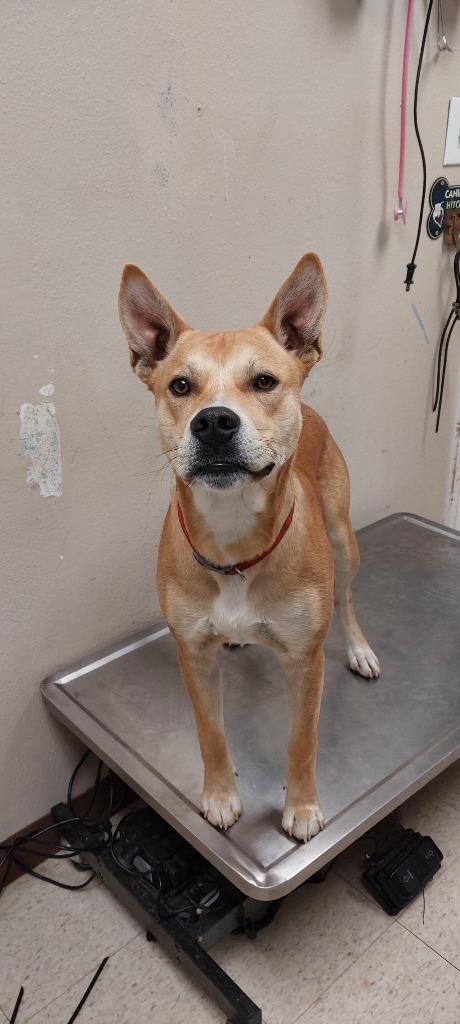 Ally Puppy 1(Bee's Knees)(Scooby), a Adoptable mixed breed in Mocksville, NC image 6/6