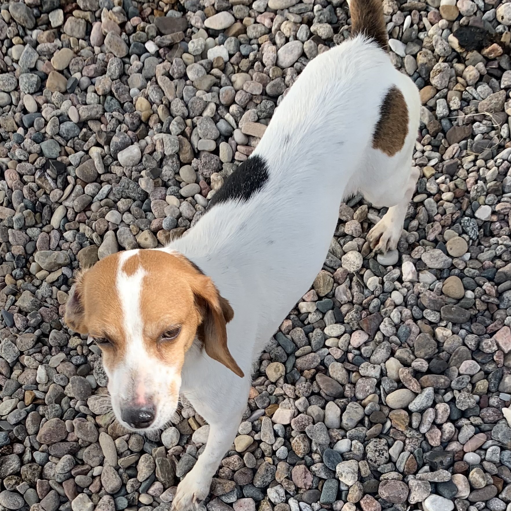 Honor, a Adopted Beagle in Hartville, WY image 1/2
