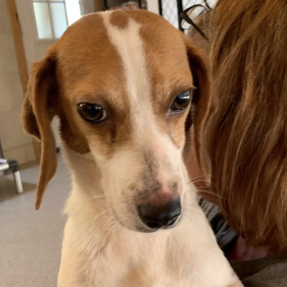 Honor, a Adopted Beagle in Hartville, WY image 2/2