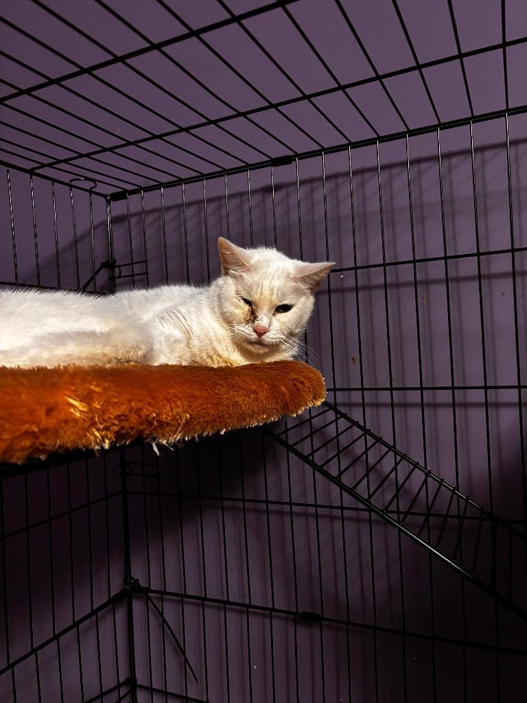 KANEVVLUK, Adoptable, Senior Female American Shorthair.