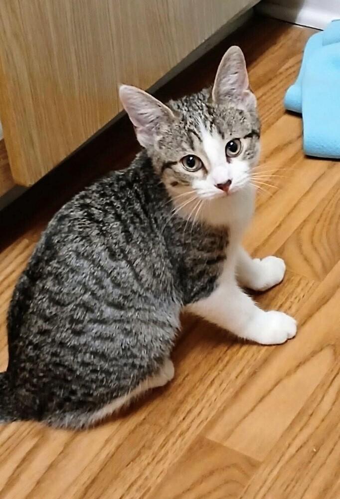 Enlarge Aella, a Adoptable mixed breed in WARNER ROBINS, GA image 3/5