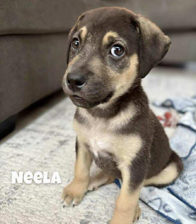 Neela