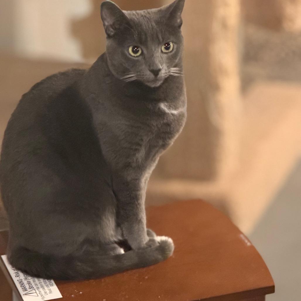 Gracie, Adoptable, Adult Female Domestic Short Hair.