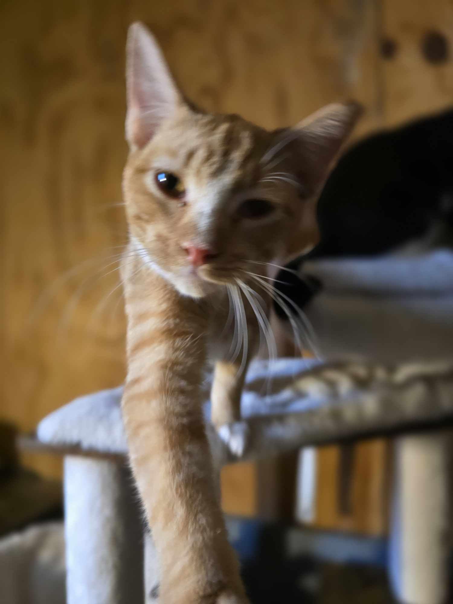 Hansel — thumbnail 2