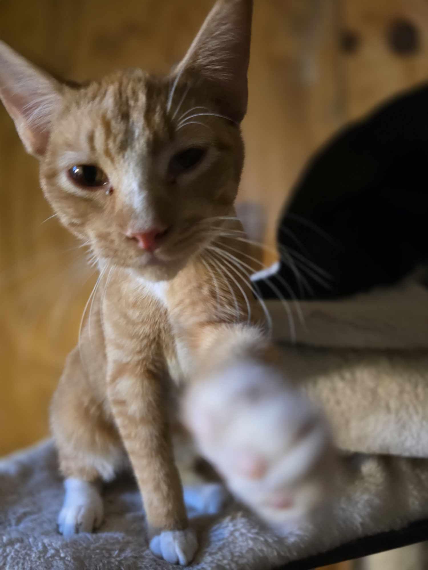 Hansel — thumbnail 3