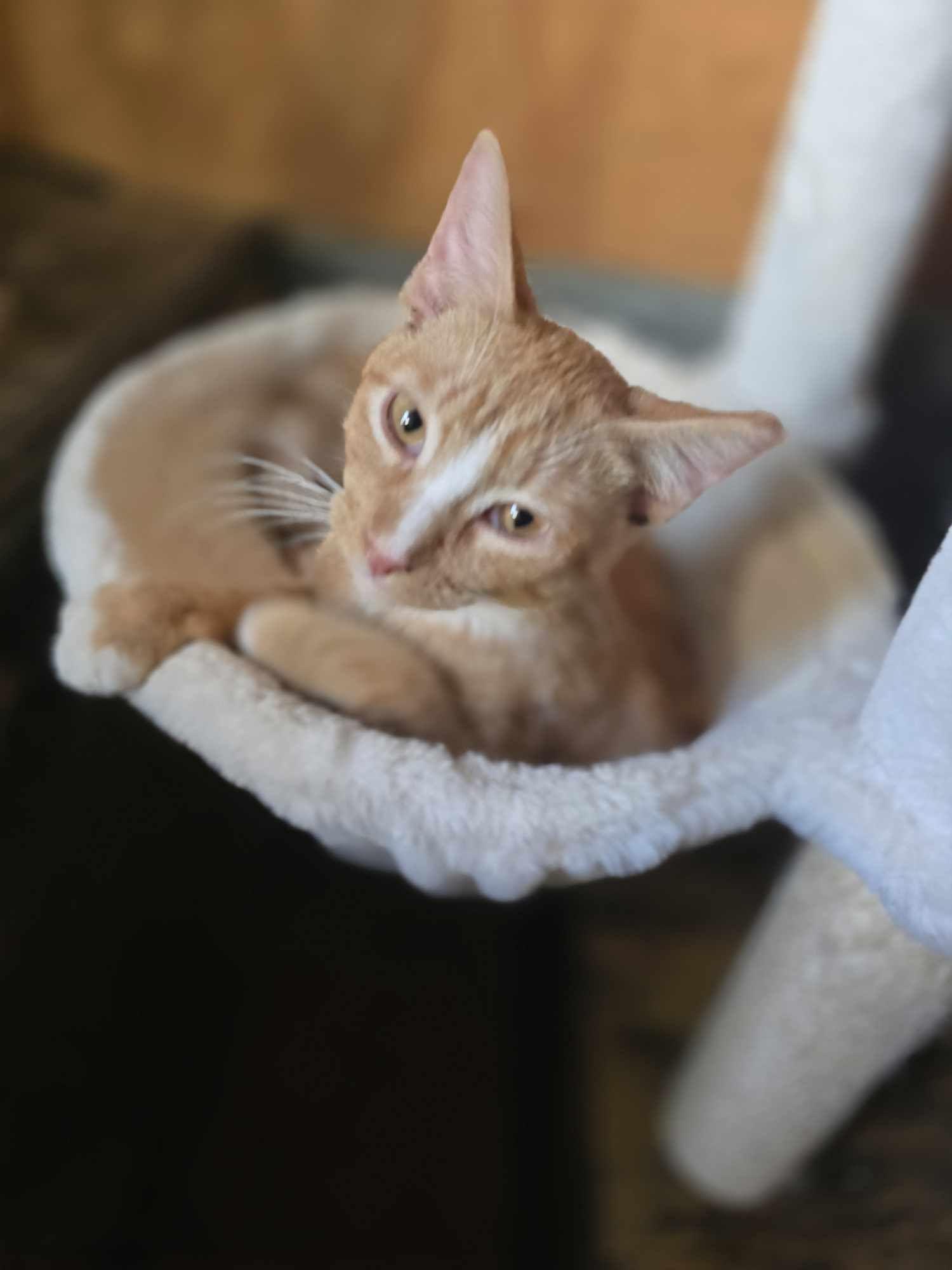 Hansel — thumbnail 4