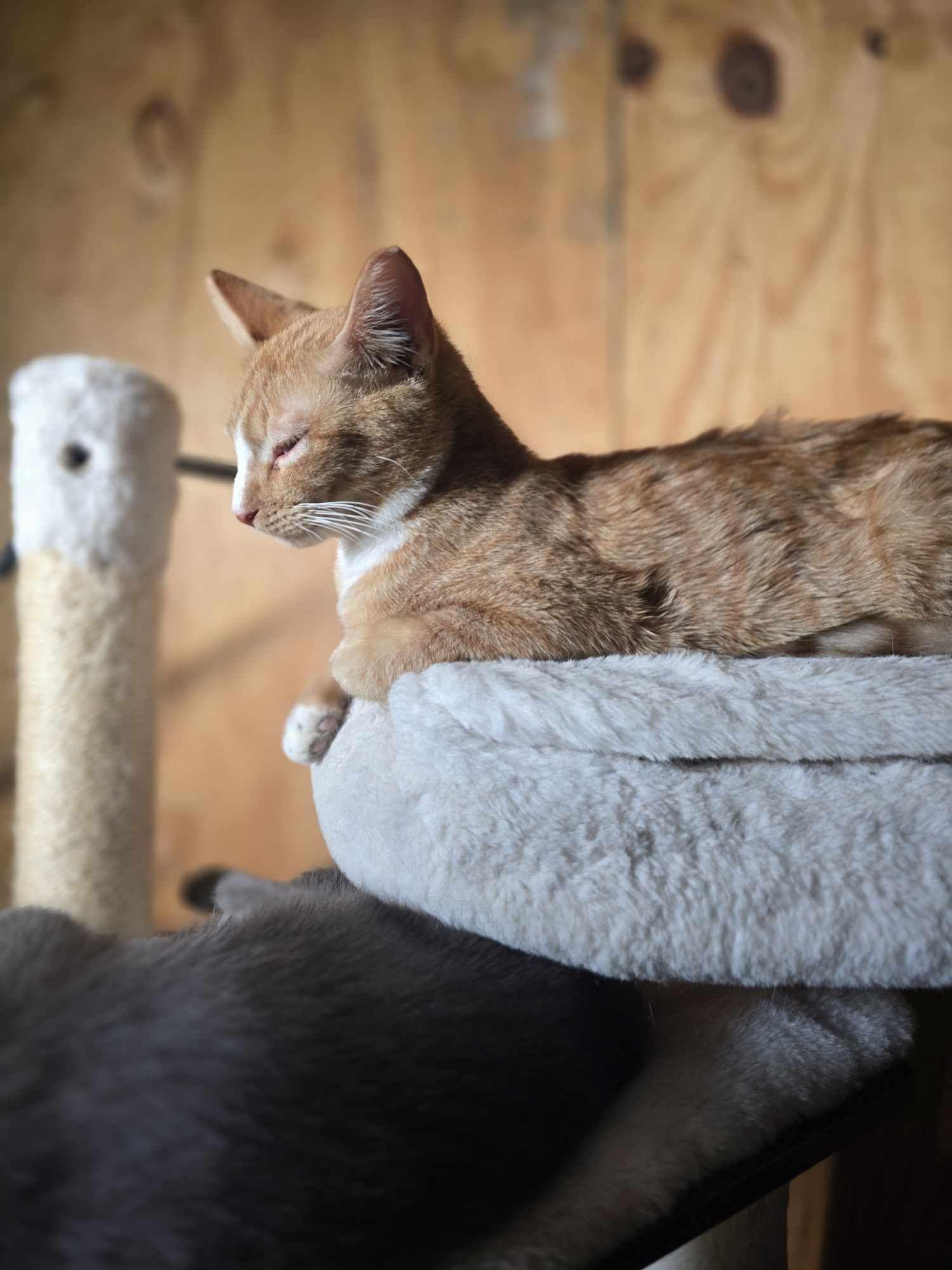 Hansel — thumbnail 5