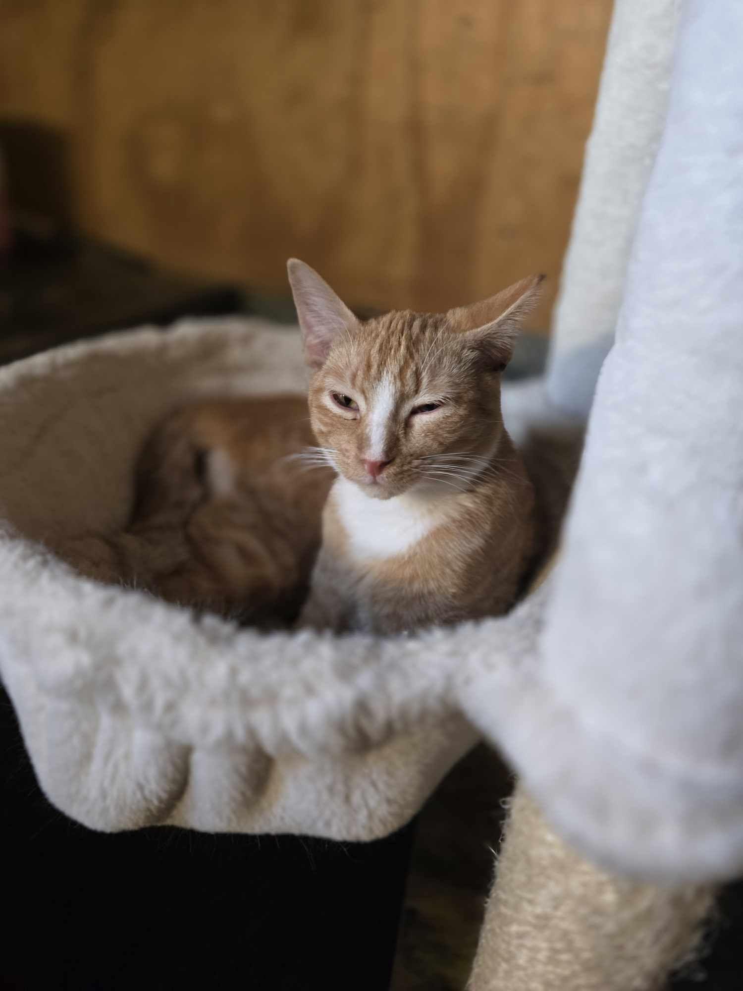 Hansel — thumbnail 6