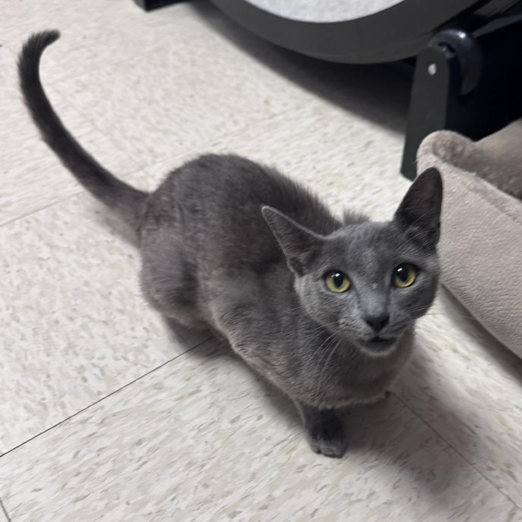 Dazzle, a Adoptable Domestic Short Hair in Branson, MO image 1/3