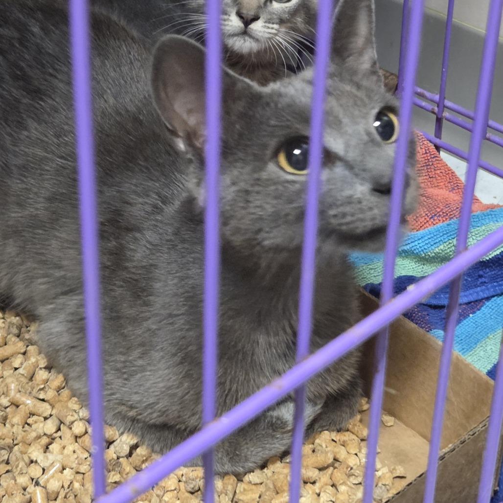 Enlarge Dazzle, a Adoptable Domestic Short Hair in Branson, MO image 1/1