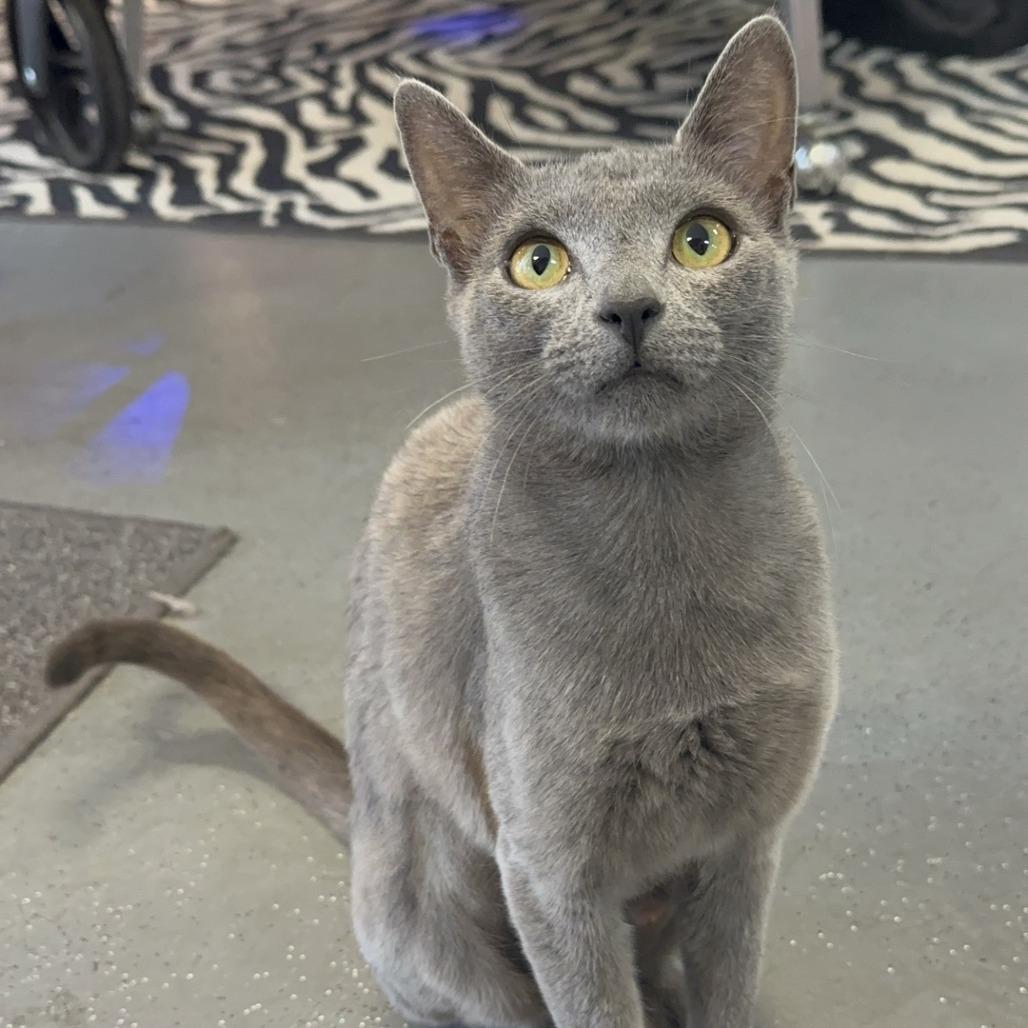 Dazzle, a Adoptable Domestic Short Hair in Branson, MO image 3/3