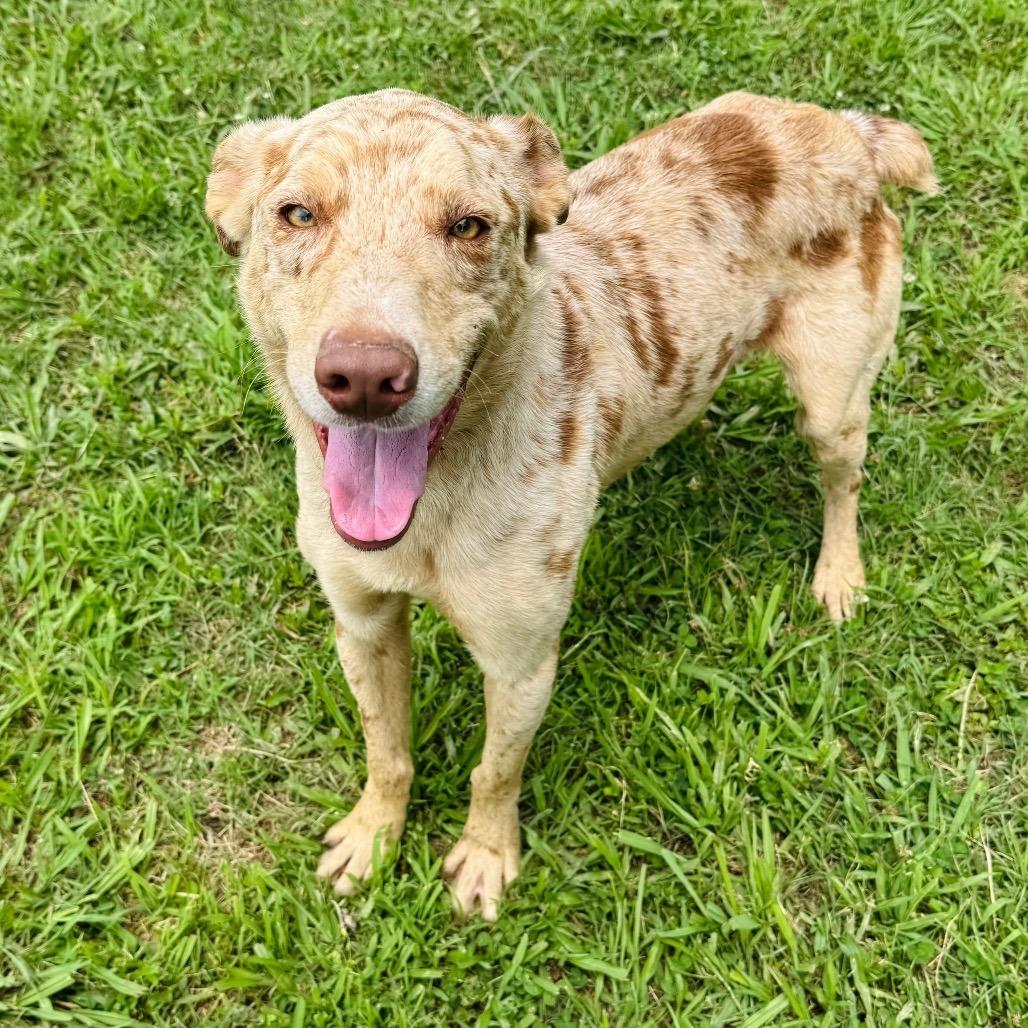 Enlarge Titus, a Adoptable mixed breed in Brownsboro, AL image 1/6