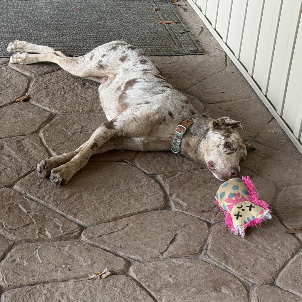 Enlarge Titus, a Adoptable mixed breed in Brownsboro, AL image 2/6