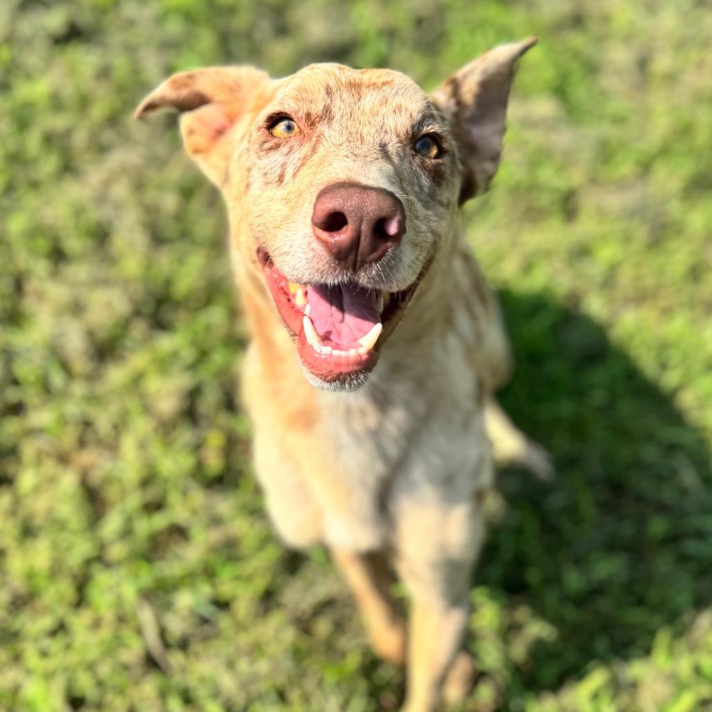 Enlarge Titus, a Adoptable mixed breed in Brownsboro, AL image 3/6