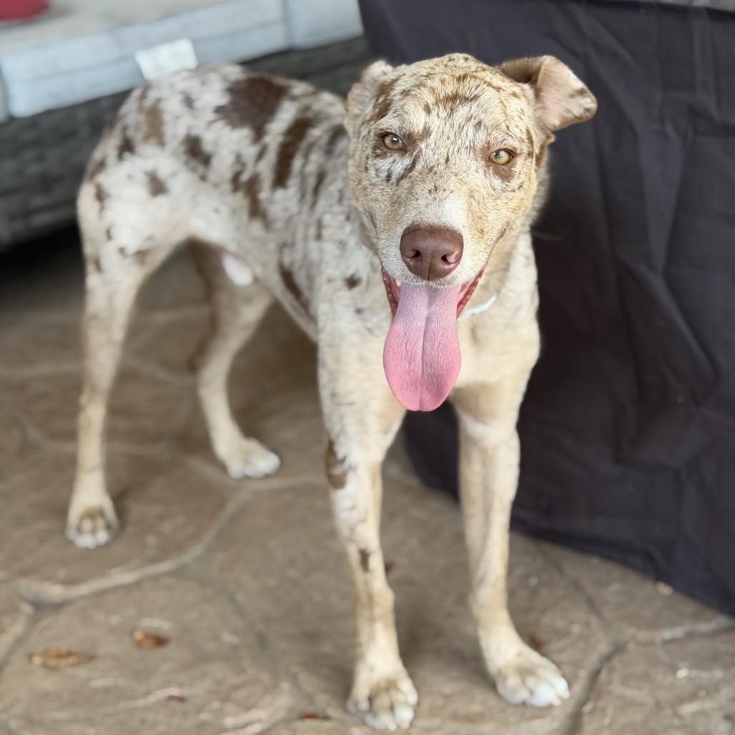 Enlarge Titus, a Adoptable mixed breed in Brownsboro, AL image 4/6