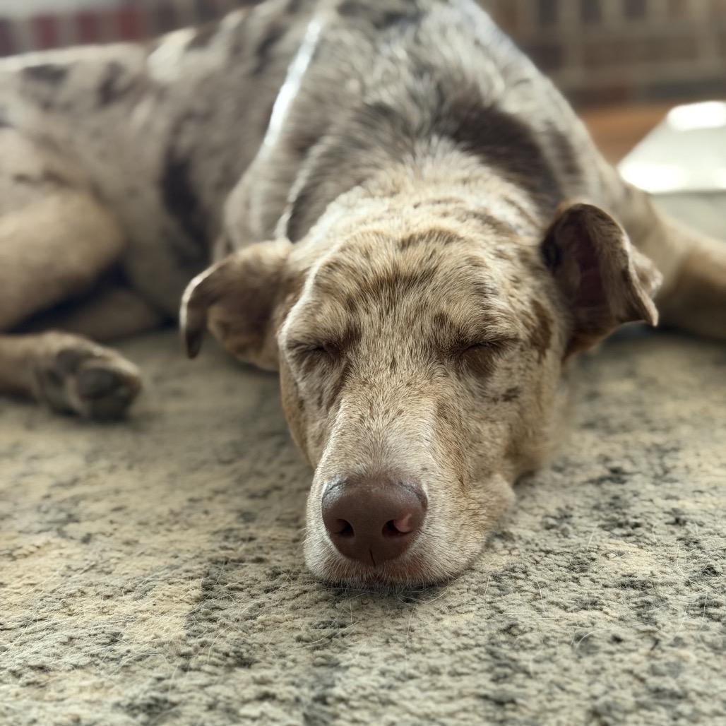Enlarge Titus, a Adoptable mixed breed in Brownsboro, AL image 6/6