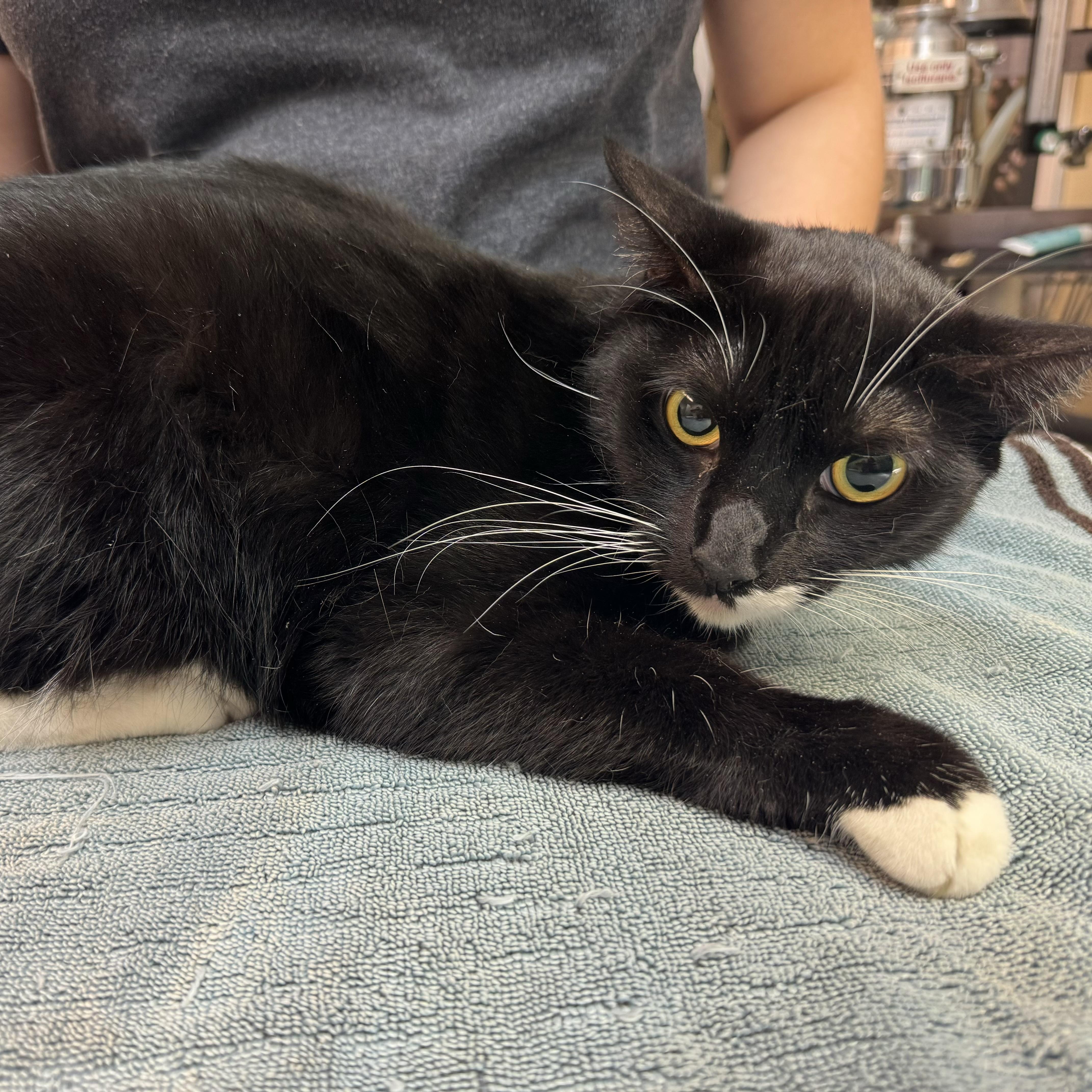 Enlarge Elvis, a Adoptable Domestic Short Hair in Los Angeles, CA image 1/5