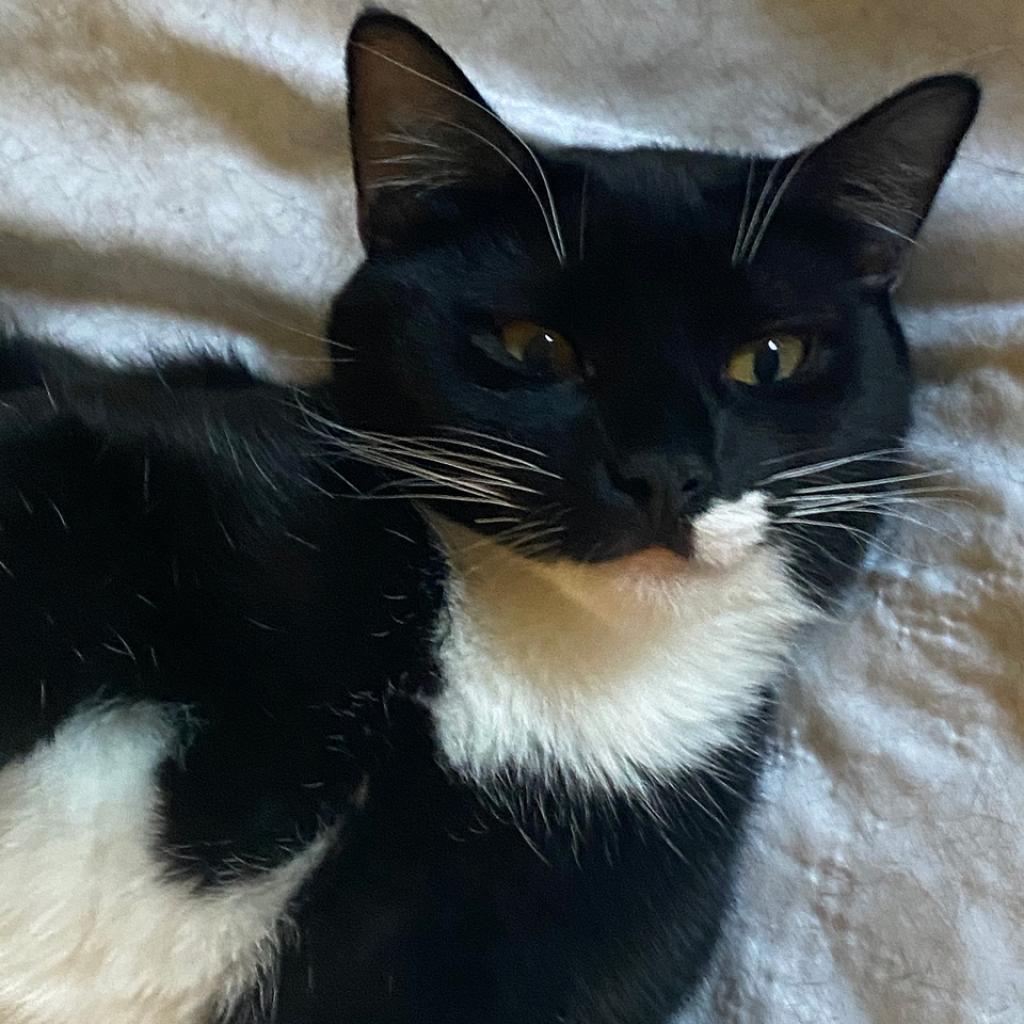 Elvis — thumbnail 2