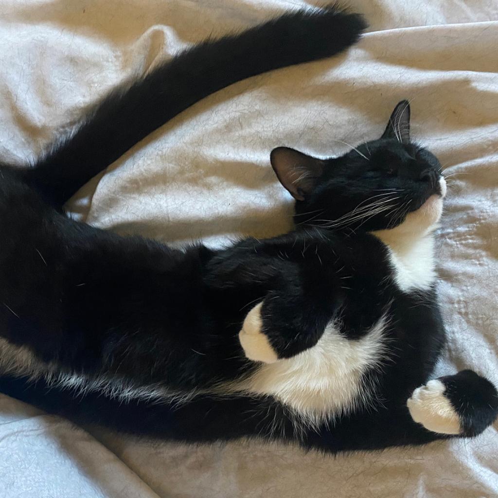 Enlarge Elvis, a Adoptable Domestic Short Hair in Los Angeles, CA image 3/5