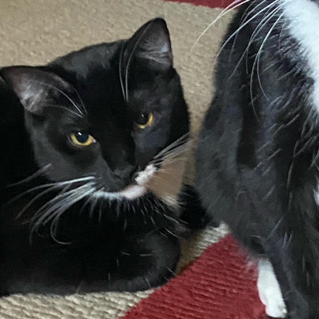 Enlarge Elvis, a Adoptable Domestic Short Hair in Los Angeles, CA image 4/5