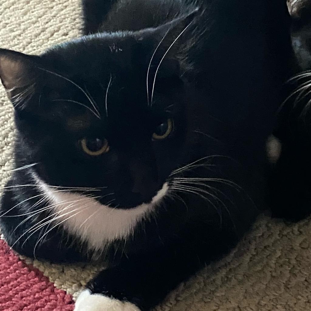 Enlarge Elvis, a Adoptable Domestic Short Hair in Los Angeles, CA image 5/5