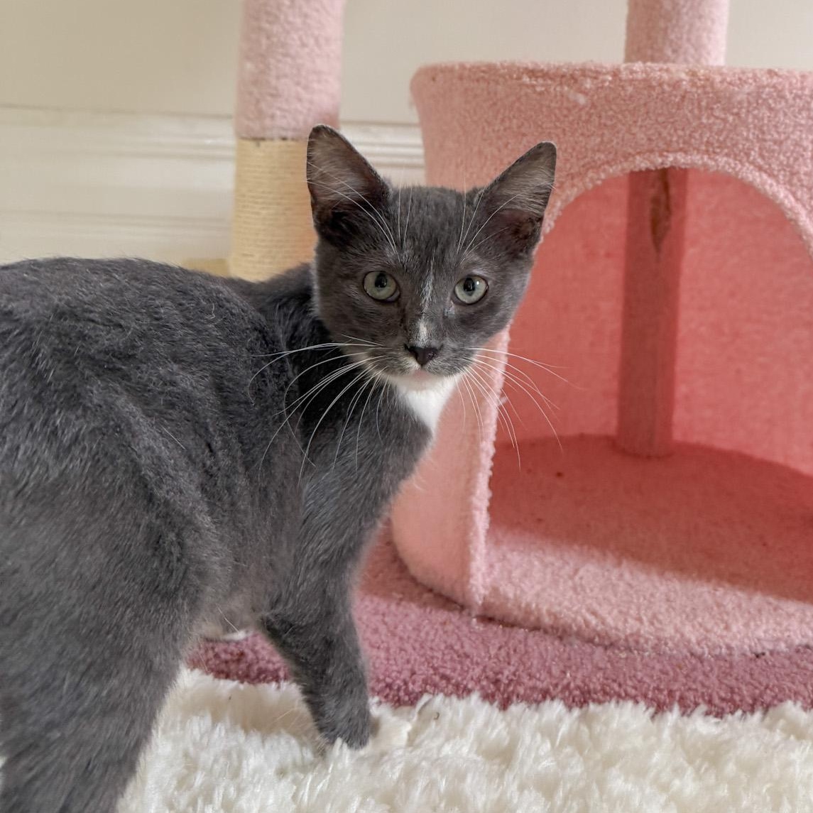 Wembley, Adoptable, Young Male Domestic Short Hair.