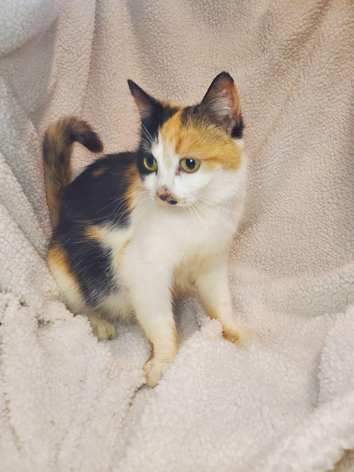 Delilah, Adoptable, Young Female Domestic Short Hair & Calico.