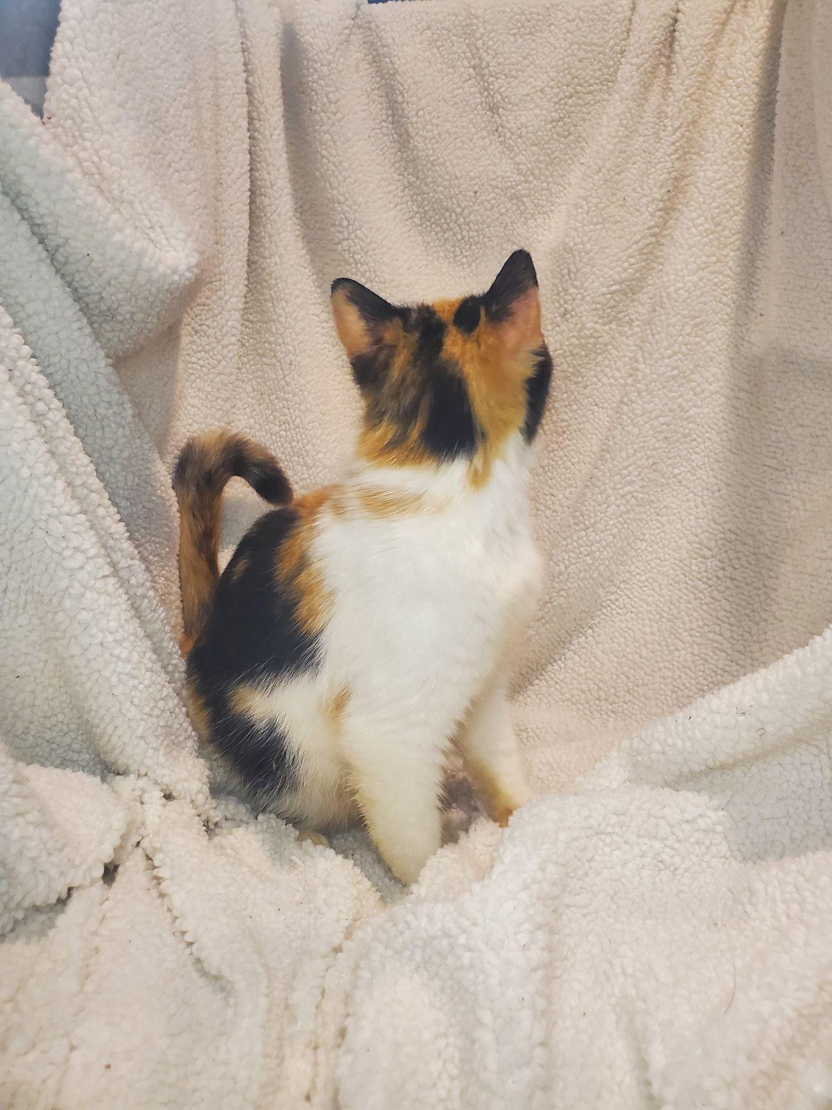 Enlarge Delilah, a Adoptable mixed breed in Greensboro, NC image 2/4