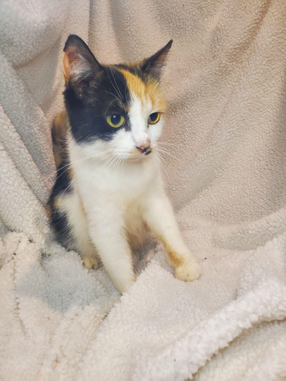 Enlarge Delilah, a Adoptable mixed breed in Greensboro, NC image 3/4