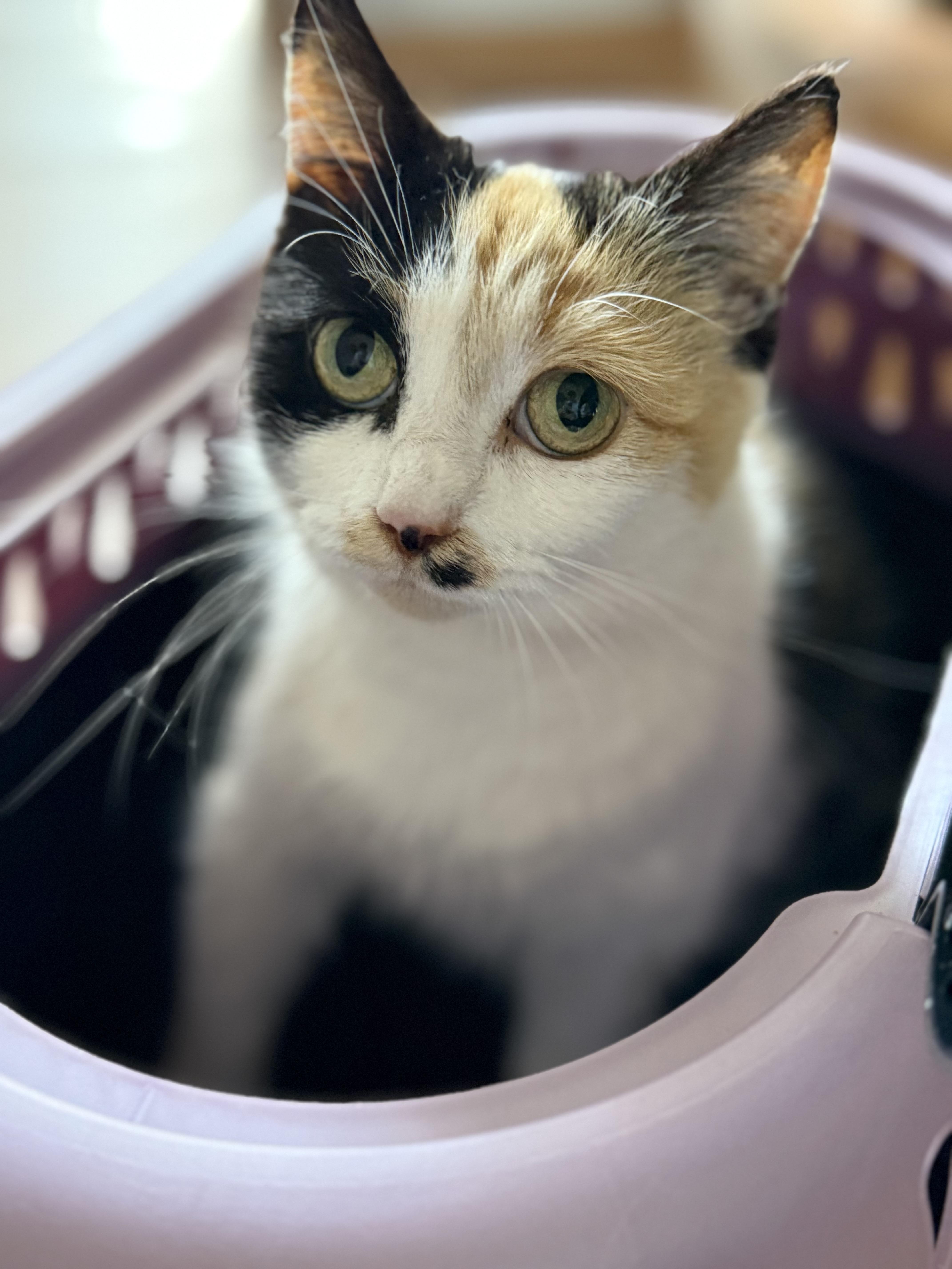 Enlarge Delilah, a Adoptable mixed breed in Greensboro, NC image 4/4