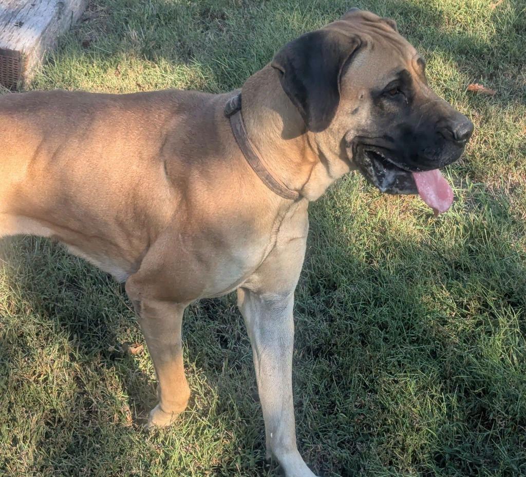 Enlarge Dixie, a Adoptable Great Dane in Waverly, TN image 1/2