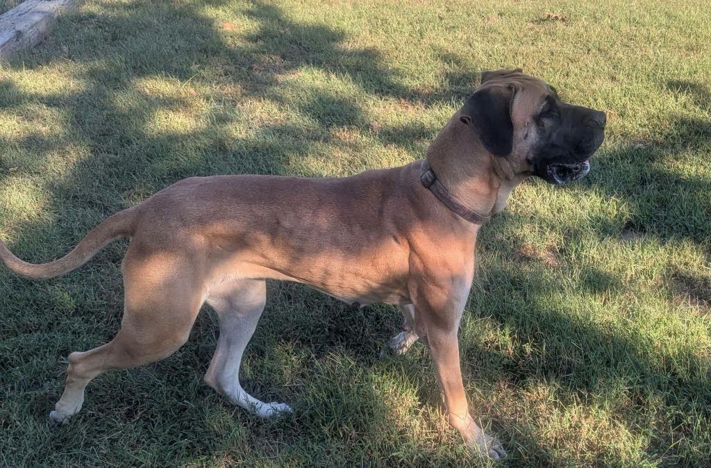 Enlarge Dixie, a Adoptable Great Dane in Waverly, TN image 2/2