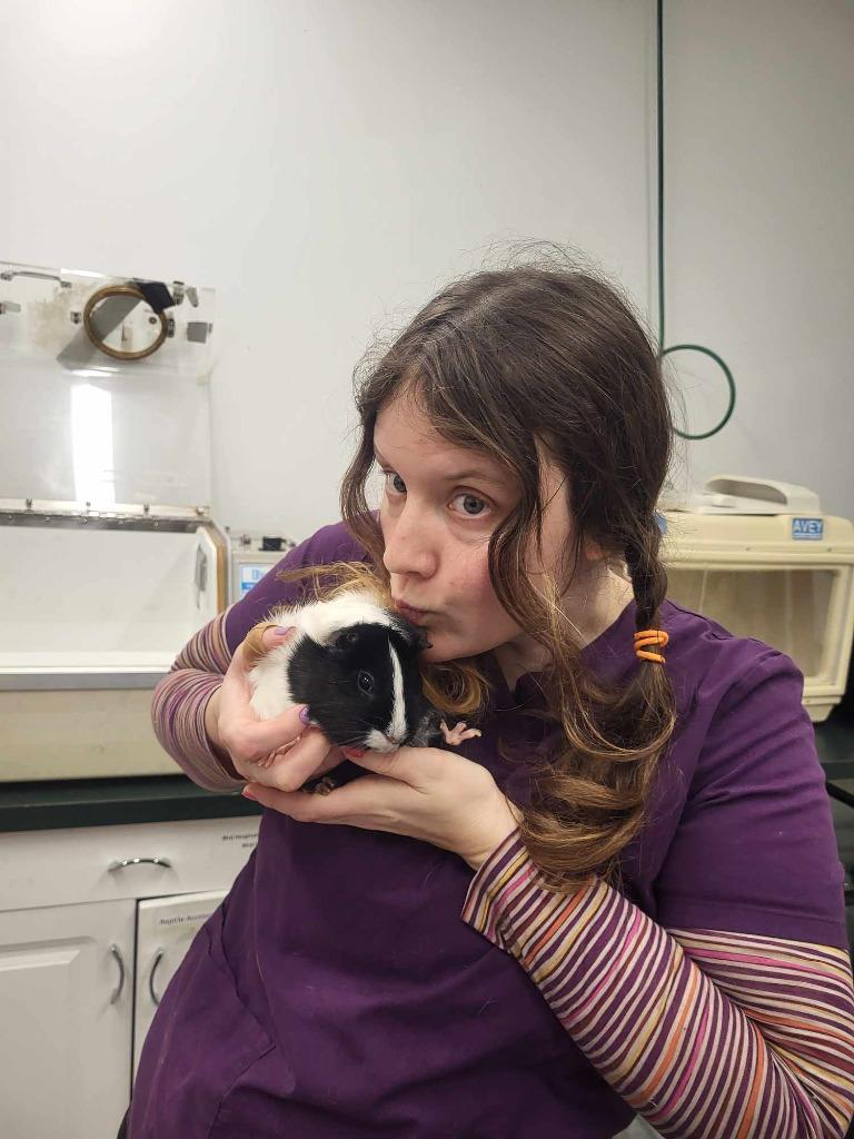 Azura, Adoptable, Adult Female Guinea Pig.