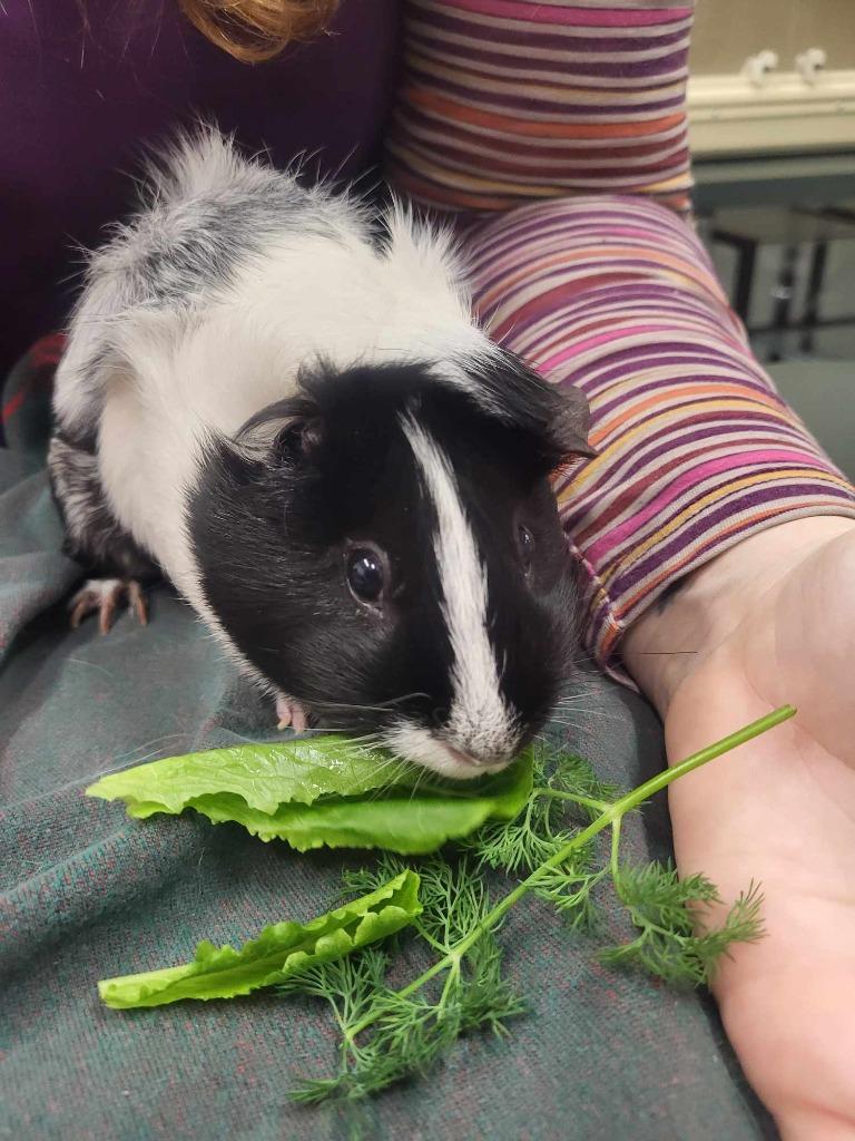 Enlarge Azura, a Adoptable Guinea Pig in CRYSTAL LAKE, IL image 4/6