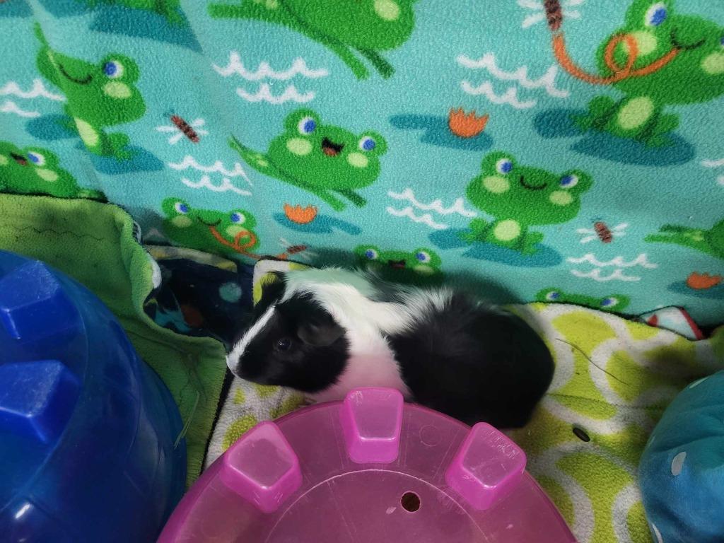 Azura, a Adoptable Guinea Pig in CRYSTAL LAKE, IL image 3/6