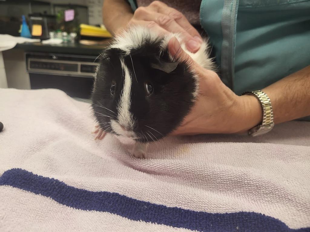 Enlarge Azura, a Adoptable Guinea Pig in CRYSTAL LAKE, IL image 5/6