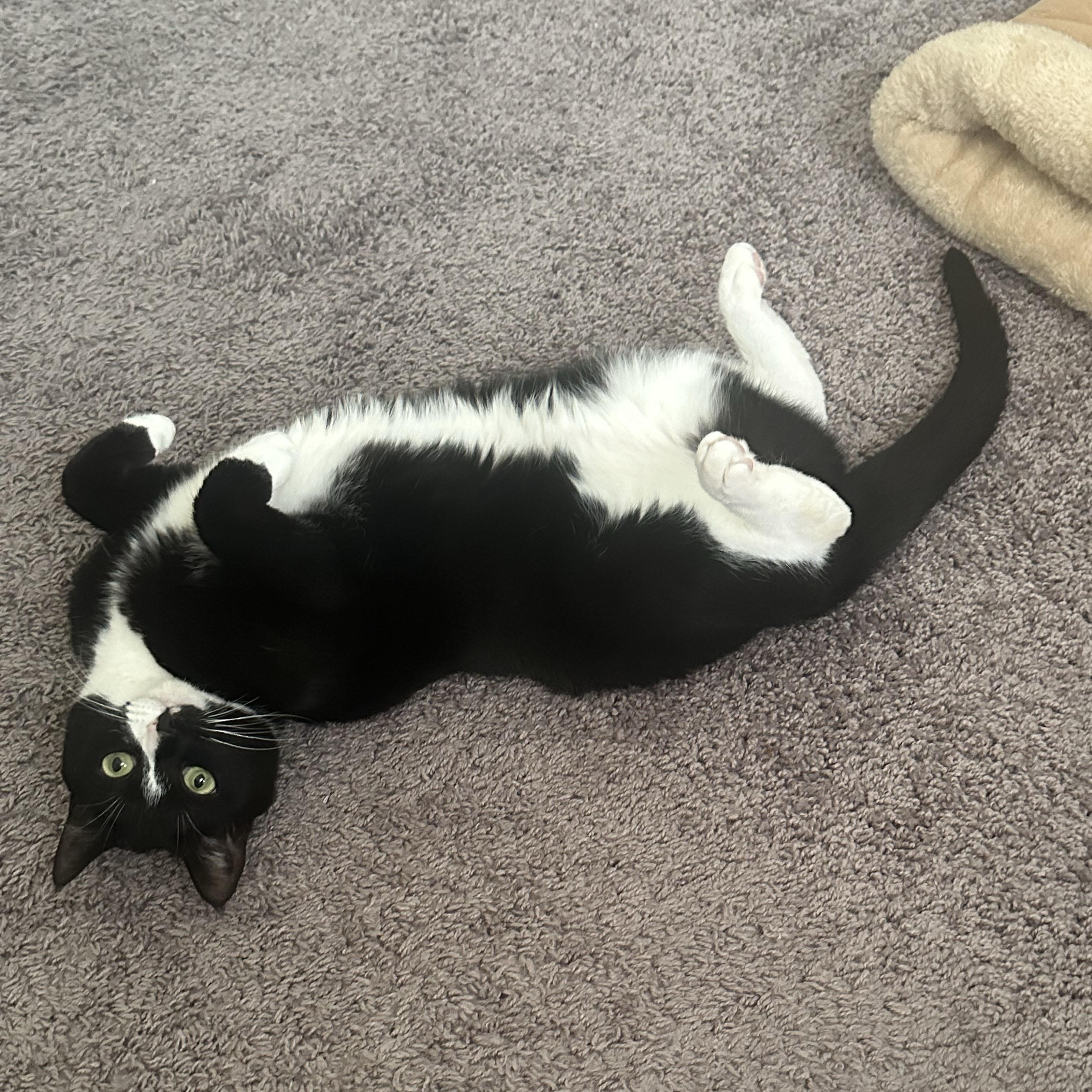 Skunk, an adoptable Domestic Short Hair in BROOKLYN, NY image 5/6
