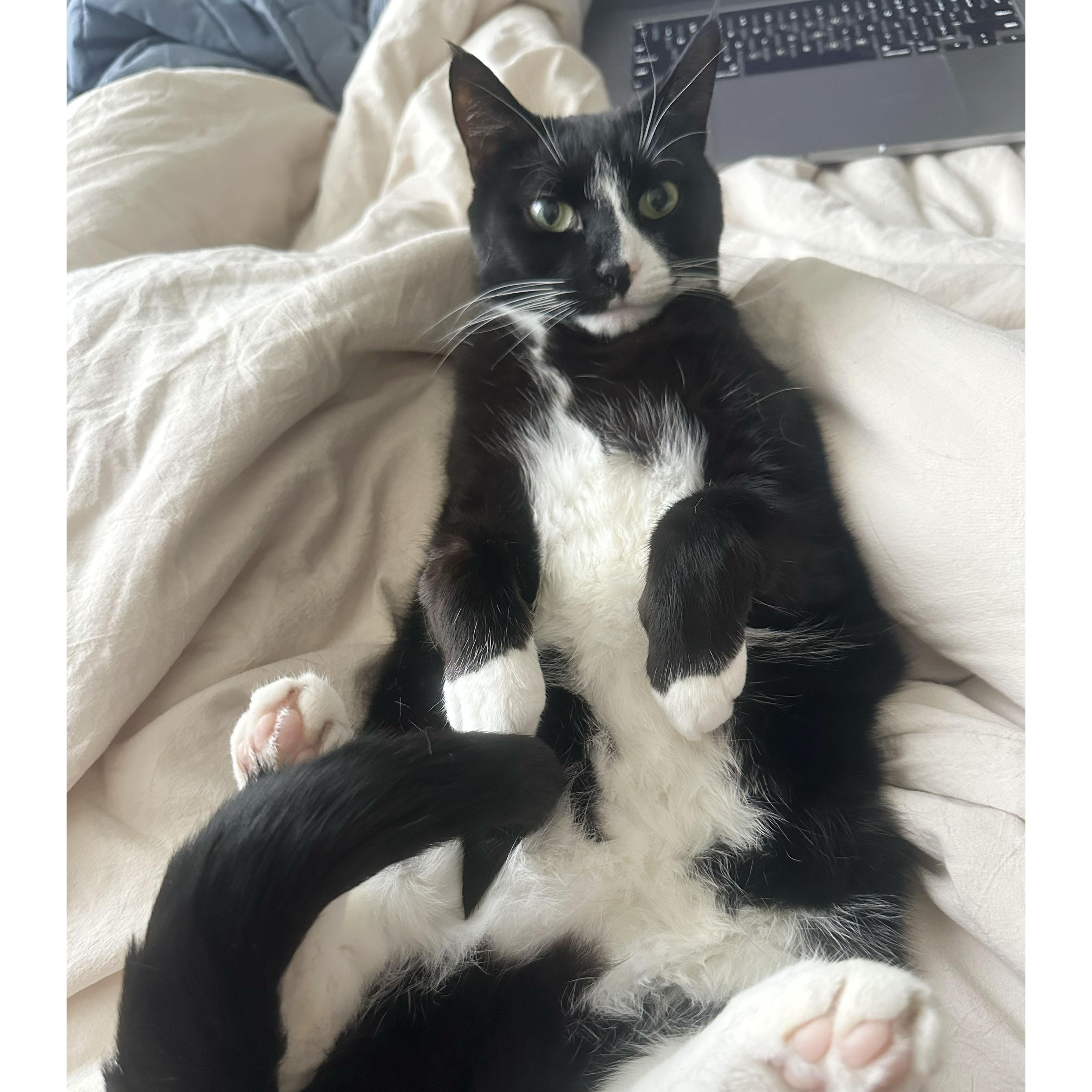 Skunk, a ADOPTABLE Domestic Short Hair in BROOKLYN, NY image 3/6