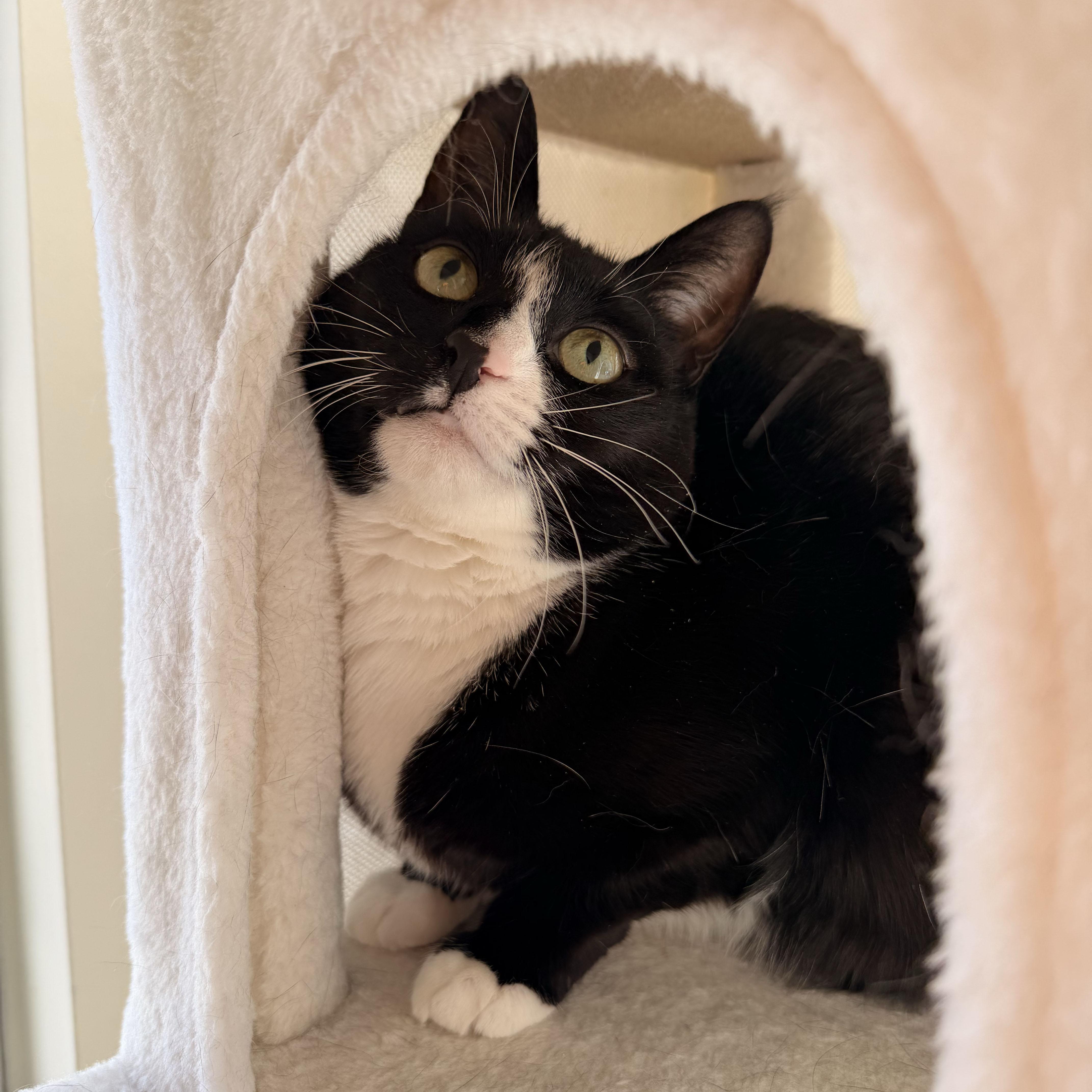 Skunk, a ADOPTABLE Domestic Short Hair in BROOKLYN, NY image 6/6