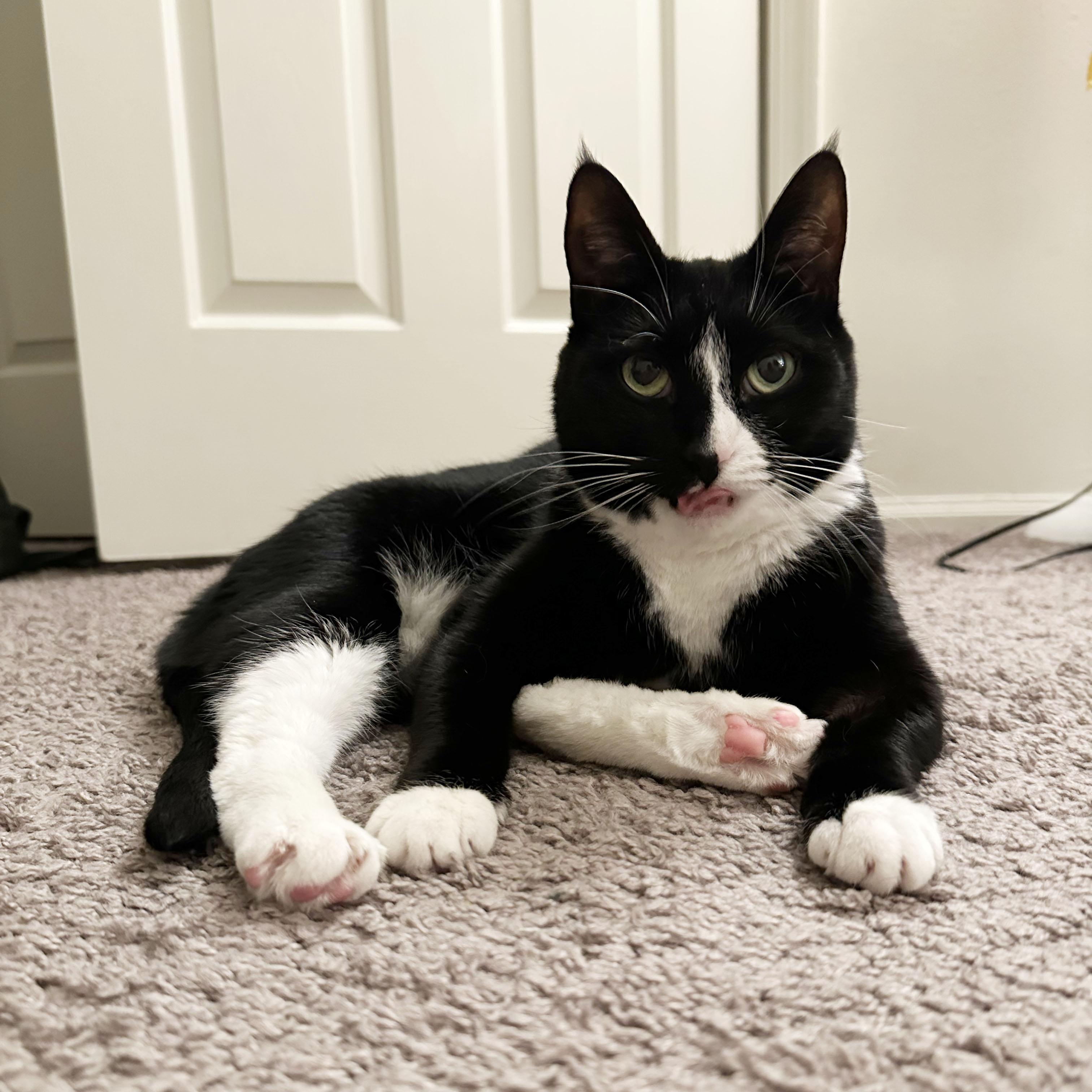 Skunk, adoptable, Adult Female Domestic Short Hair.